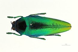 Buprestidae1.jpeg