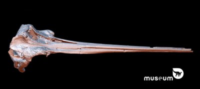 Fig III.25