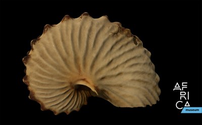 Fig III.9