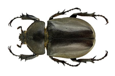 specimen.jpeg